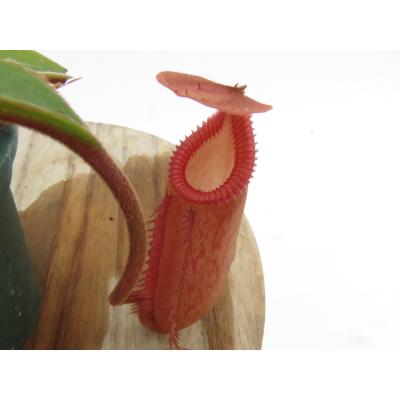 nepenthes edwardsianaの商品一覧 通販 - Yahoo!ショッピング
