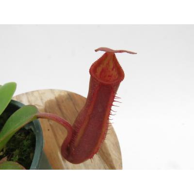 nepenthes edwardsianaの商品一覧 通販 - Yahoo!ショッピング