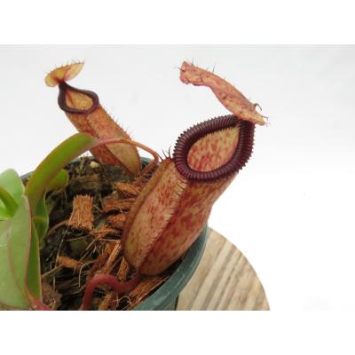 Hiro s Pitcher Plants ヤフー店 - ネペンテス ウツボカズラ 各種