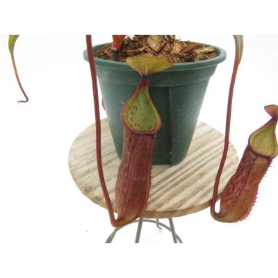 Hiro s Pitcher Plants ヤフー店 - ネペンテス ウツボカズラ 各種