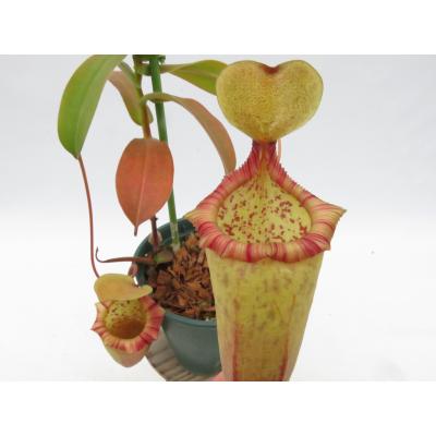 Hiro s Pitcher Plants ヤフー店 - ネペンテス ウツボカズラ 各種