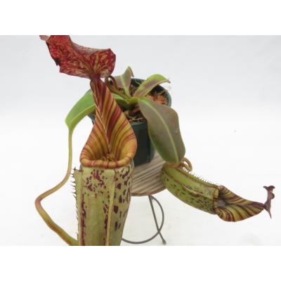 Hiro s Pitcher Plants ヤフー店 - ネペンテス ウツボカズラ 各種