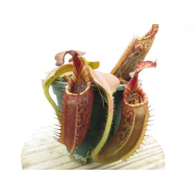 Hiro s Pitcher Plants ヤフー店 - ネペンテス ウツボカズラ 各種