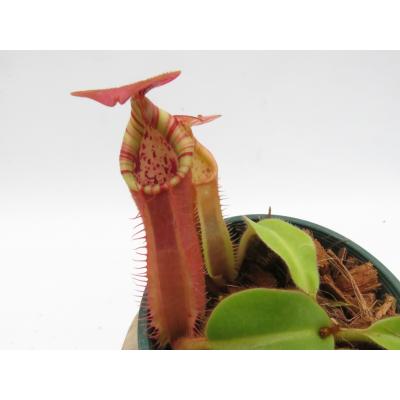 Hiro s Pitcher Plants ヤフー店 - ネペンテス ウツボカズラ 各種