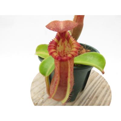 nepenthes edwardsianaの商品一覧 通販 - Yahoo!ショッピング