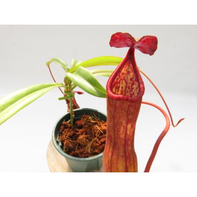 Hiro s Pitcher Plants ヤフー店 - ネペンテス ウツボカズラ 各種