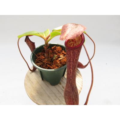 Hiro s Pitcher Plants ヤフー店 - ネペンテス ウツボカズラ 各種