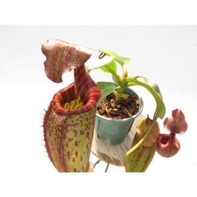 Hiro s Pitcher Plants ヤフー店 - ネペンテス ウツボカズラ 各種