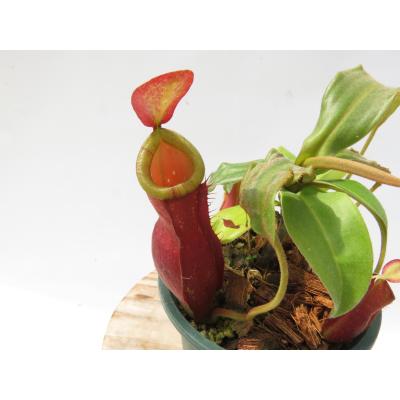 Hiro s Pitcher Plants ヤフー店 - ネペンテス ウツボカズラ 各種