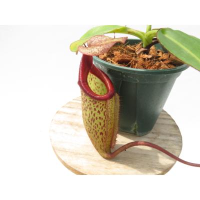 Hiro s Pitcher Plants ヤフー店 - ネペンテス ウツボカズラ 各種