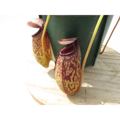 Hiro s Pitcher Plants ヤフー店 - 商品一覧（おすすめ順） - 売れ筋