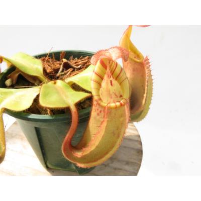 Hiro s Pitcher Plants ヤフー店 - ネペンテス ウツボカズラ 各種