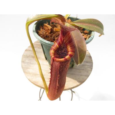 Hiro s Pitcher Plants ヤフー店 - ネペンテス ウツボカズラ 各種