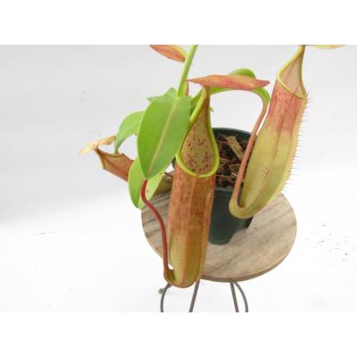 Hiro s Pitcher Plants ヤフー店 - ネペンテス ウツボカズラ 各種