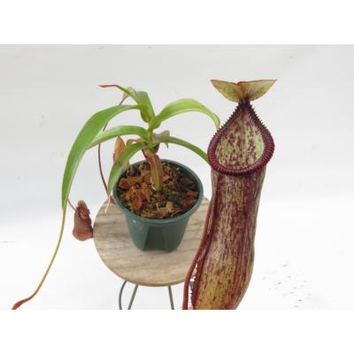Hiro s Pitcher Plants ヤフー店 - ネペンテス ウツボカズラ 各種