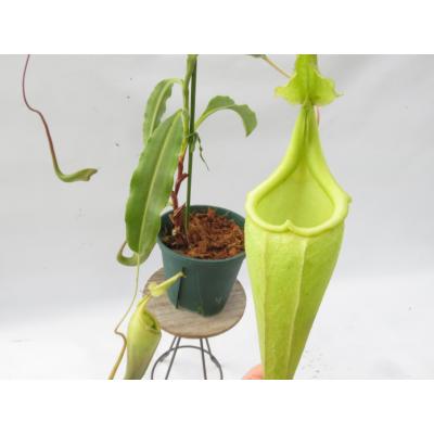 Hiro s Pitcher Plants ヤフー店 - ネペンテス ウツボカズラ 各種