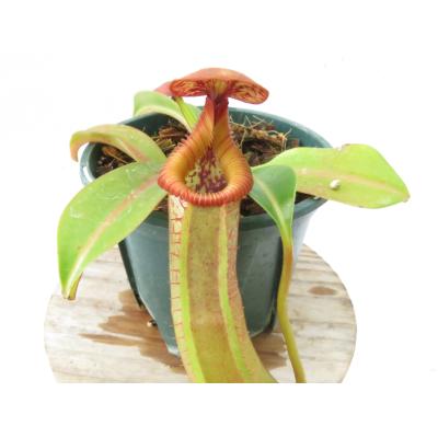 Hiro s Pitcher Plants ヤフー店 - ネペンテス ウツボカズラ 各種
