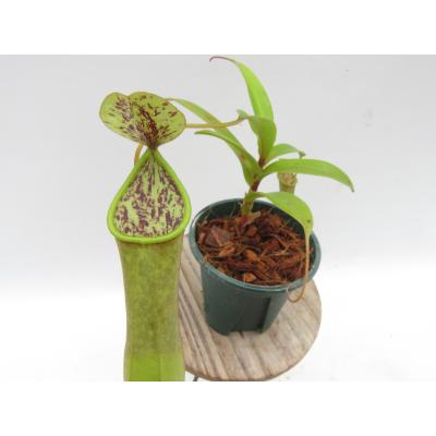 Hiro s Pitcher Plants ヤフー店 - ネペンテス ウツボカズラ 各種