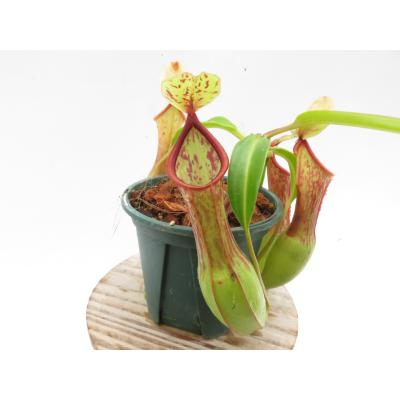 Hiro s Pitcher Plants ヤフー店 - ネペンテス ウツボカズラ 各種