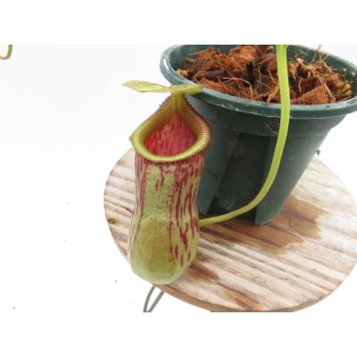 Hiro s Pitcher Plants ヤフー店 - ネペンテス ウツボカズラ 各種