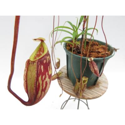 Hiro s Pitcher Plants ヤフー店 - ネペンテス ウツボカズラ 各種