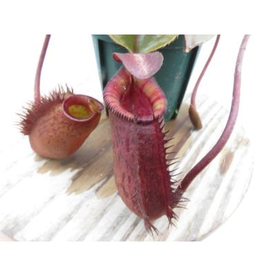 Hiro s Pitcher Plants ヤフー店 - ネペンテス ウツボカズラ 各種