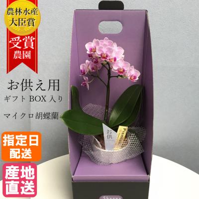 マイクロ胡蝶蘭の品種のおすすめ人気商品一覧 通販 - Yahoo!ショッピング