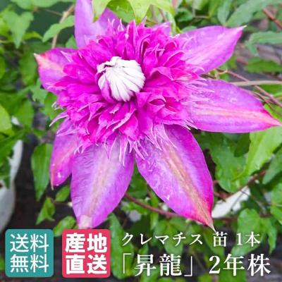 クレマチス フロリダ系 サイド・ストーリー 1苗 2025秋の新品種