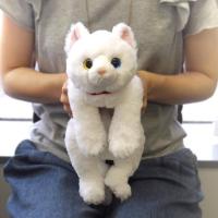 ひざねこ Sサイズ  ホワイト オッドアイ 猫 ぬいぐるみ 本物みたいな重さ サンレモン シロネコ | HONDA STORE