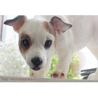 いぬの置物　パピー・ジャック　テリー　TS-22 | HONEST