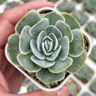 多肉植物 エケベリア エレガンス（サボテン、多肉植物） | 花