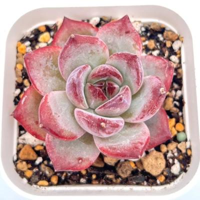 多肉植物 エケベリアのおすすめ人気ランキングTOP100 - Yahoo!ショッピング