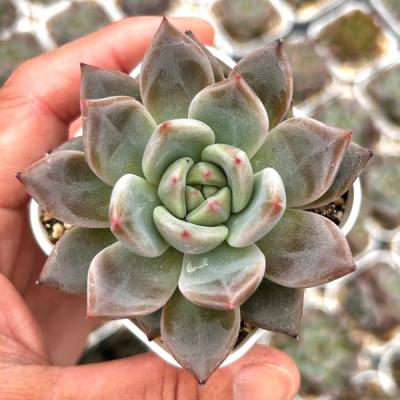 多肉植物 エケベリア オレンジモンローのおすすめ人気商品一覧 通販