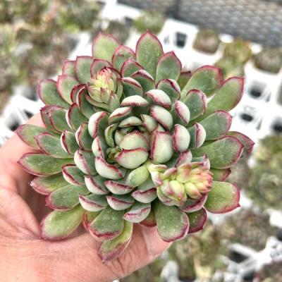 ハニーミント - 多肉植物｜Yahoo!ショッピング