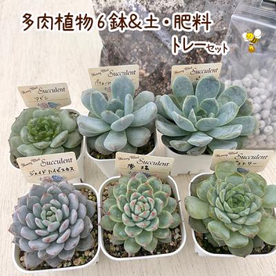 ハニーミント - お買い得商品｜Yahoo!ショッピング