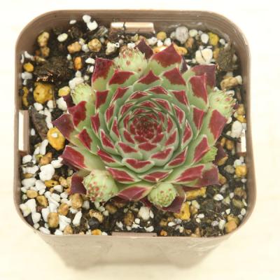 センペルビウム 輸入 Micha (ミカ) センペルビウム 輸入 Micha (ミカ)