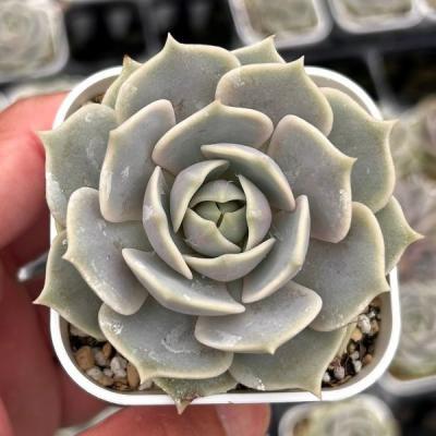 多肉植物 エケベリア エレガンスの商品一覧 通販 - Yahoo!ショッピング