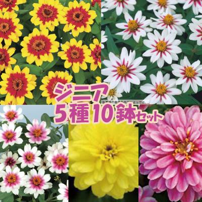 ハニーミント - お買い得商品｜Yahoo!ショッピング