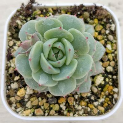 エケベリア ヒアリナ（花、ガーデニング）のおすすめ人気商品一覧 通販