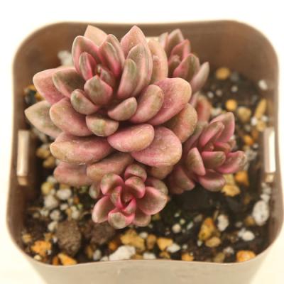 ハニーミント - 多肉植物｜Yahoo!ショッピング