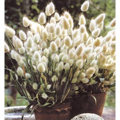 ラグラスのおすすめ人気商品一覧 通販 - Yahoo!ショッピング