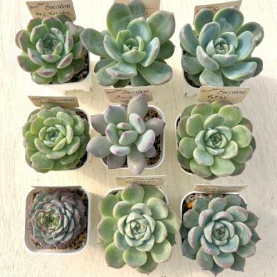 多肉植物 セットのおすすめ人気商品一覧 通販 - Yahoo!ショッピング