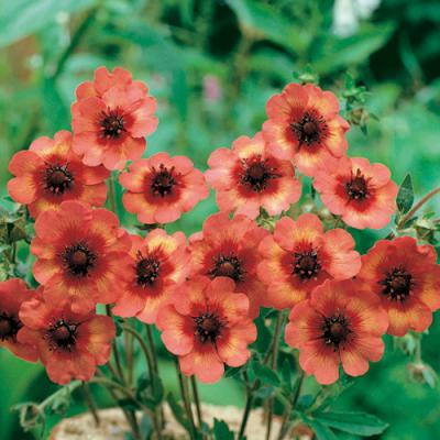 宿根草苗No.10　 掘り上げ株9cmポット8個 宿根草苗No.10 掘り上げ株9cmポット8個 - メルカリ