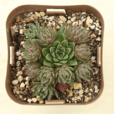 SALE♡センペルビウム ７個 多肉植物 楽天市場】【当店農場生産】多肉植物 センペルビウム チップ