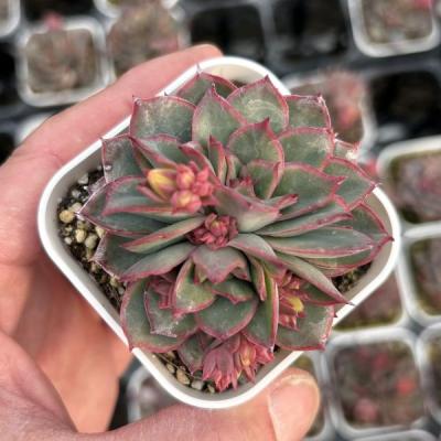 ハニーミント - 多肉植物｜Yahoo!ショッピング