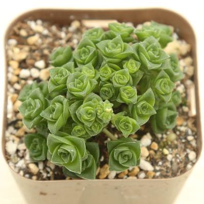 ハニーミント - 多肉植物｜Yahoo!ショッピング
