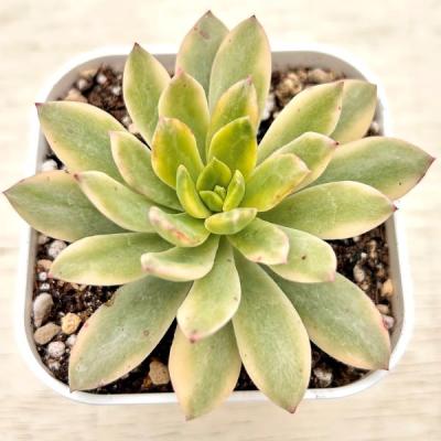 多肉植物 エケベリア 錦のおすすめ人気商品一覧 通販 - Yahoo!ショッピング