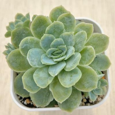 多肉植物 エケベリア 錦のおすすめ人気商品一覧 通販 - Yahoo