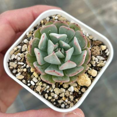 エケベリア ヒアリナ（花、ガーデニング）のおすすめ人気商品一覧 通販