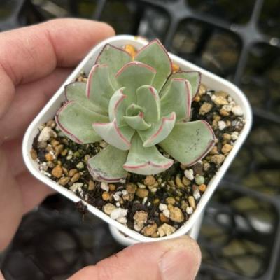ハニーミント - 多肉植物｜Yahoo!ショッピング